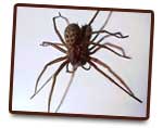 Araignées G.S.E.I Jean Ricard Exterminateur