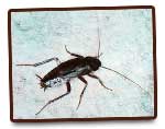 Coquerelles G.S.E.I Jean Ricard Exterminateur