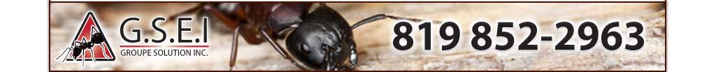 exterminateur shawinigan trois-rivieres