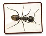 Fourmis charpentières G.S.E.I Jean Ricard Exterminateur
