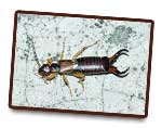 Perce-oreilles G.S.E.I Jean Ricard Exterminateur