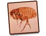 Puces G.S.E.I Jean Ricard Exterminateur