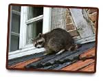 Ratons laveurs G.S.E.I Jean Ricard Exterminateur